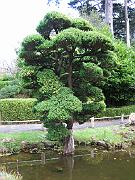 San Fran Vacation 142